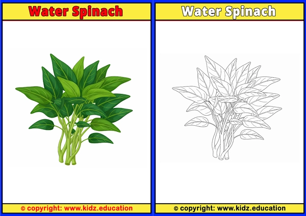 Water Spinach - Printable Coloring Page for Kids