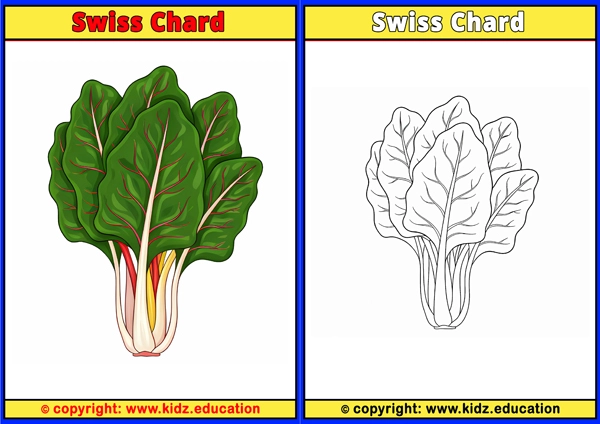 Swiss Chard - Printable Coloring Page for Kids