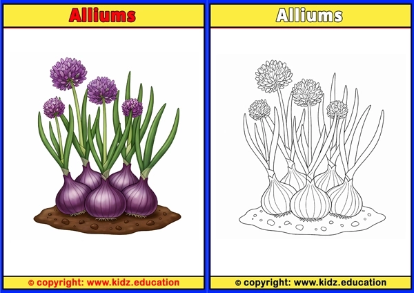 Alliums - Printable Coloring Page for Kids