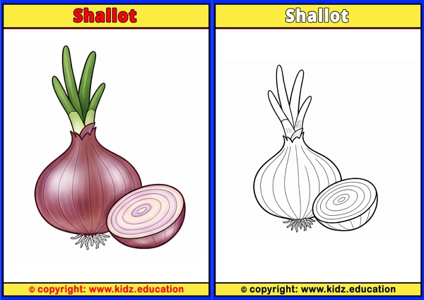 Shallot - Printable Coloring Page for Kids