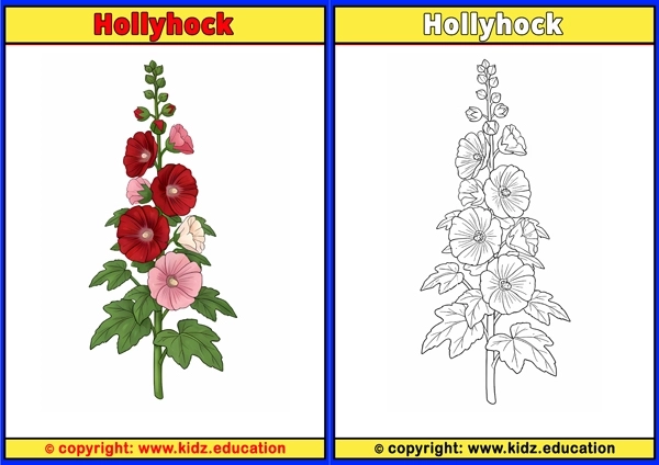 Hollyhock - Printable Coloring Page for Kids