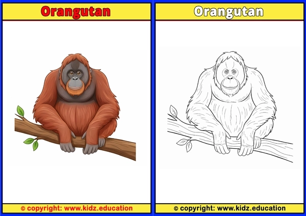 Orangutan - Printable Coloring Page for Kids