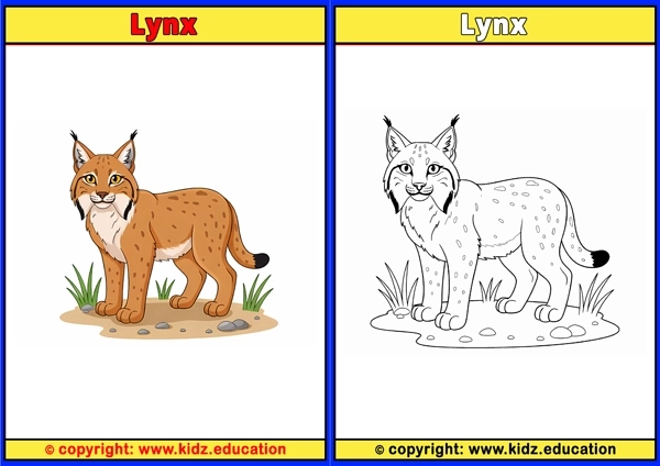 Lynx - Printable Coloring Page for Kids