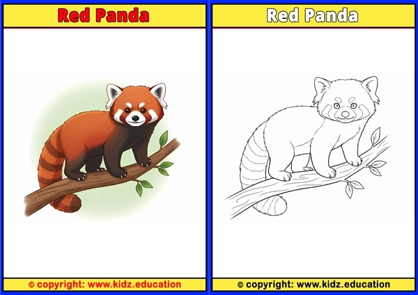 Red Panda - Printable Coloring Page for Kids