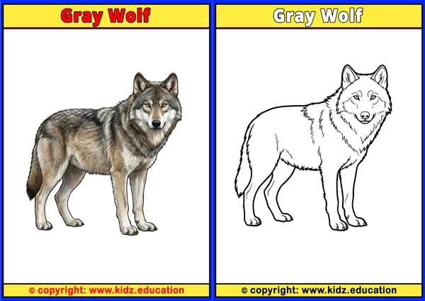 Gray Wolf - Printable Coloring Page for Kids