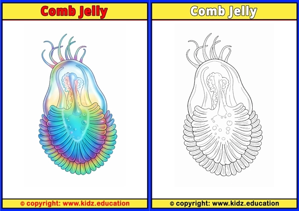 Comb Jelly - Printable Coloring Page for Kids