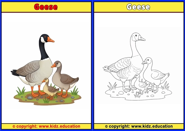 Gentoo Penguin - Printable Coloring Page for Kids