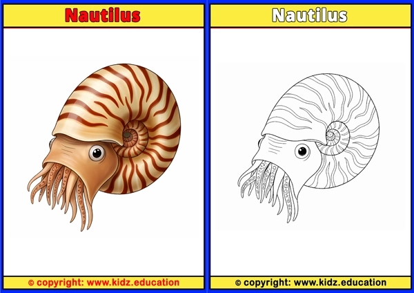 Nautilus - Printable Coloring Page for Kids