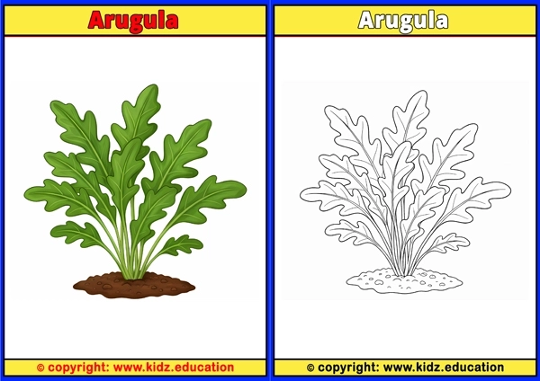 Arugula - Printable Coloring Page for Kids