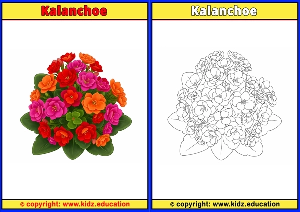 Kalanchoe - Printable Coloring Page for Kids