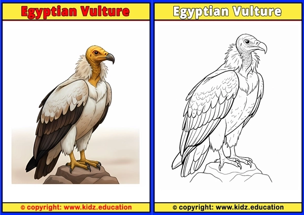 Egyptian Vulture - Printable Coloring Page for Kids