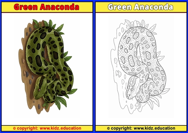 Green Anaconda - Printable Coloring Page for Kids
