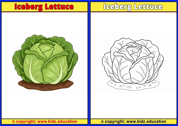 Iceberg Lettuce - Printable Coloring Page for Kids