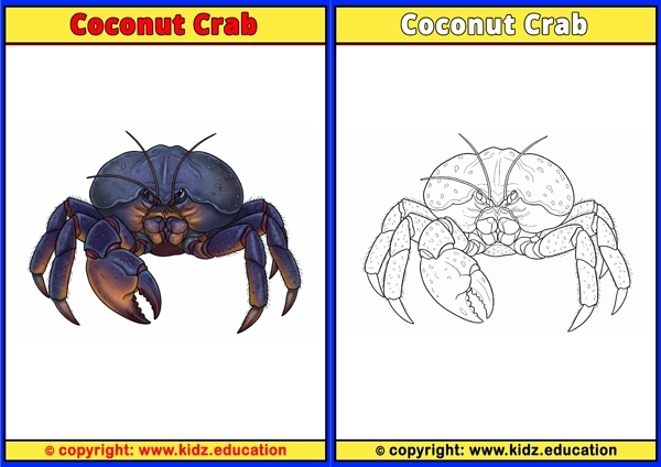 Coconut Crab - Printable Coloring Page for Kids