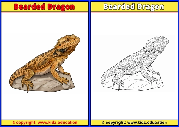 Bearded Dragon - Printable Coloring Page for Kids