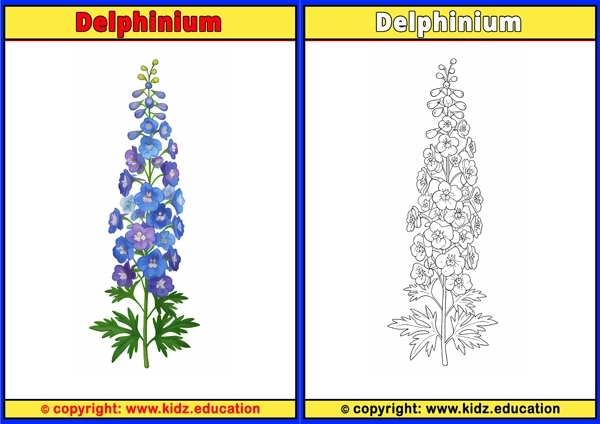 Delphinium - Printable Coloring Page for Kids