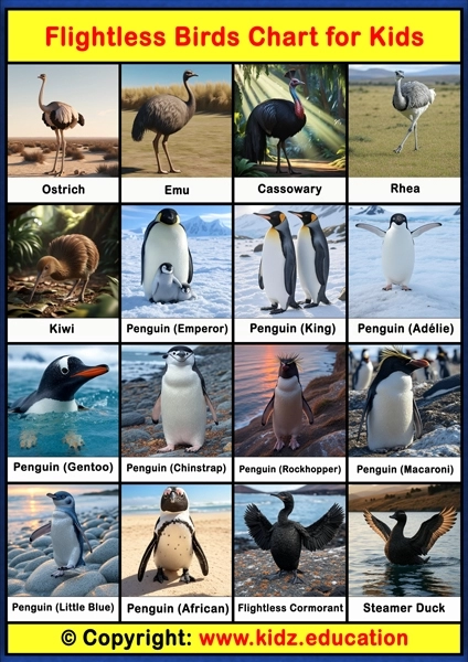 Flightless Birds Chart - 1 | Printable Educational Chart for Kids