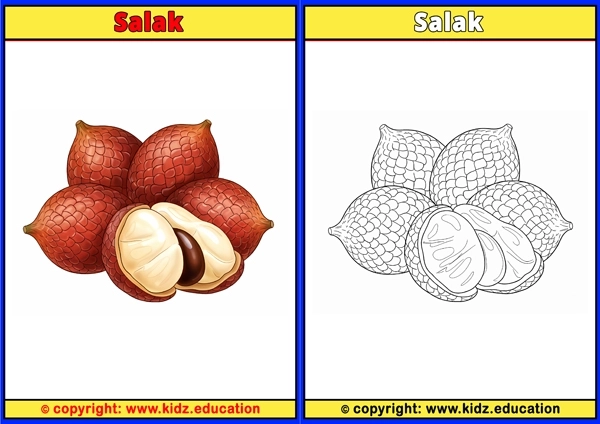 Salak - Printable Coloring Page for Kids