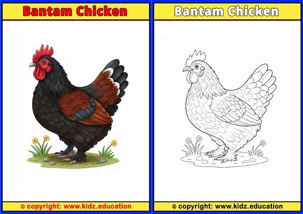 Bantam Chicken - Printable Coloring Page for Kids