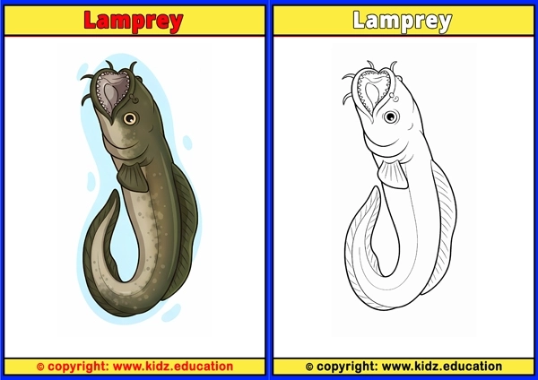 Lamprey - Printable Coloring Page for Kids