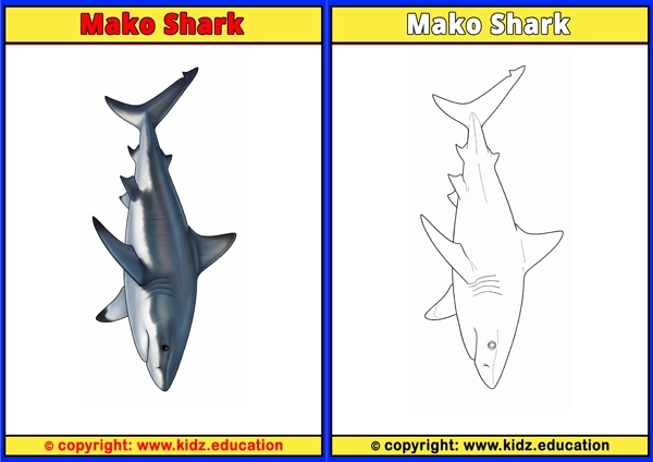 Mako Shark - Printable Coloring Page for Kids