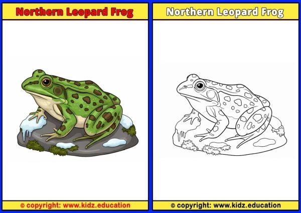 Northern Leopard Frog - Printable Coloring Page for Kids