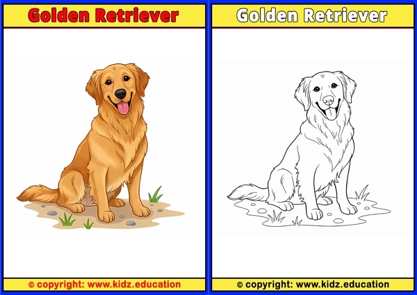 Golden Retriever - Printable Coloring Page for Kids
