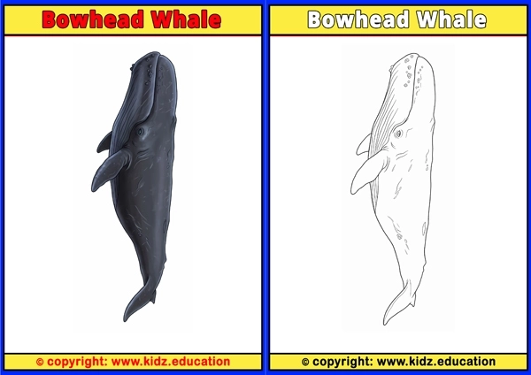 Bowhead Whale - Printable Coloring Page for Kids