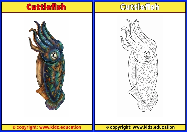 Cuttlefish - Printable Coloring Page for Kids