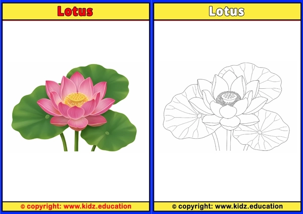 Lotus - Printable Coloring Page for Kids