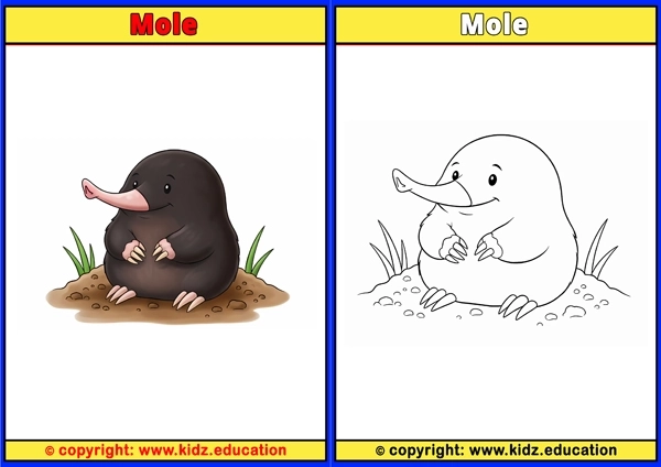 Mole - Printable Coloring Page for Kids