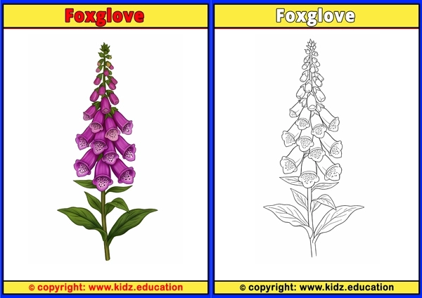Foxglove - Printable Coloring Page for Kids