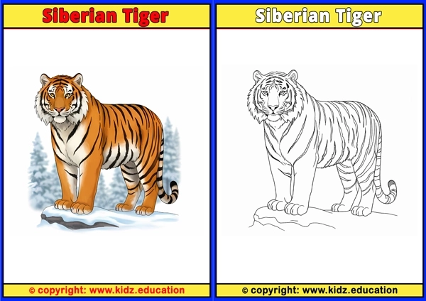 Siberian Tiger - Printable Coloring Page for Kids