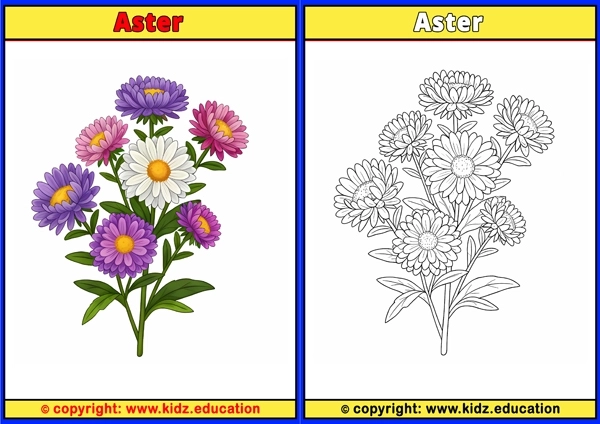 Aster - Printable Coloring Page for Kids