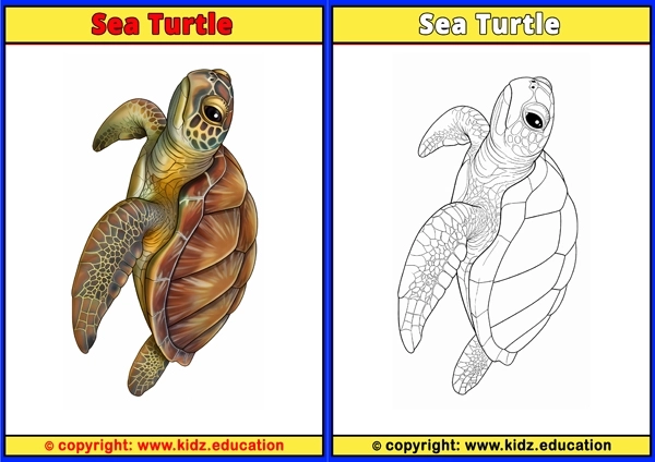 Sea Turtle - Printable Coloring Page for Kids