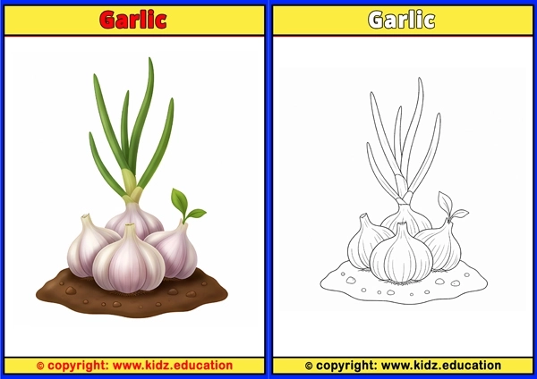 Garlic - Printable Coloring Page for Kids