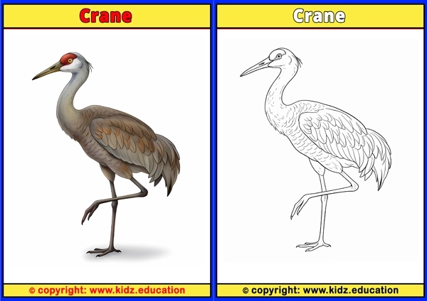 Crane - Printable Coloring Page for Kids