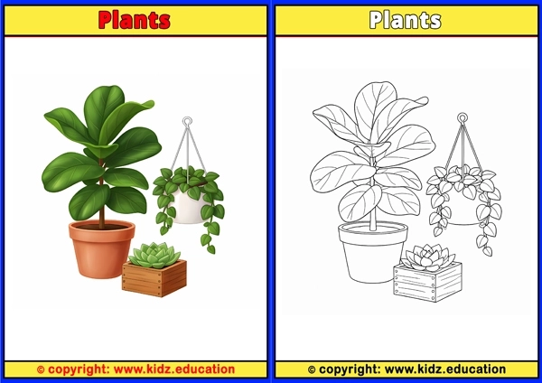 Plants - Printable Coloring Page for Kids