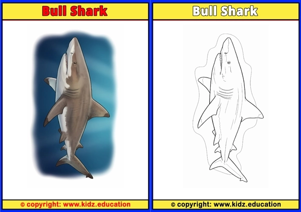 Bull Shark - Printable Coloring Page for Kids