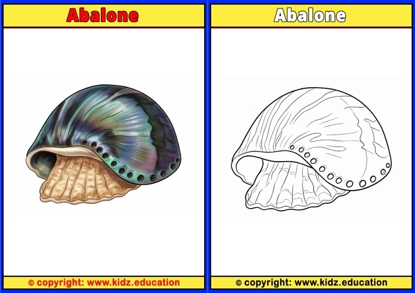 Abalone - Printable Coloring Page for Kids