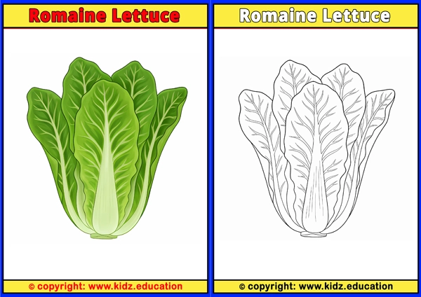 Romaine Lettuce - Printable Coloring Page for Kids