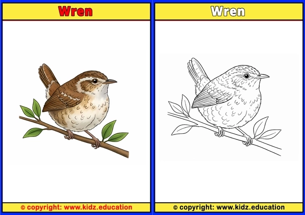 Yellow-billed Kite - Printable Coloring Page for Kids