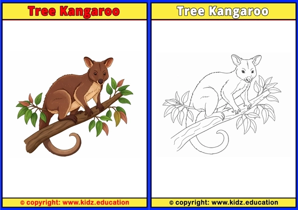 Tree Kangaroo - Printable Coloring Page for Kids