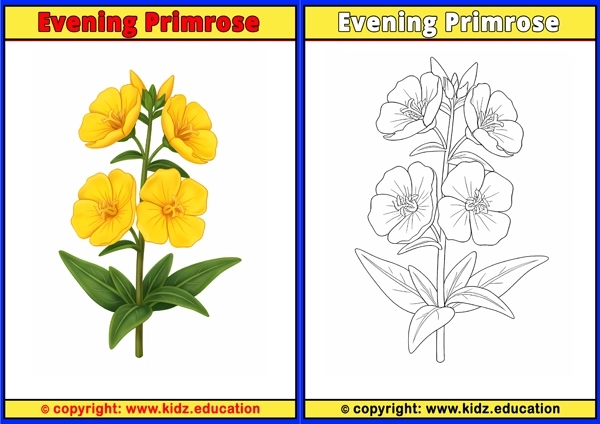 Evening Primrose - Printable Coloring Page for Kids