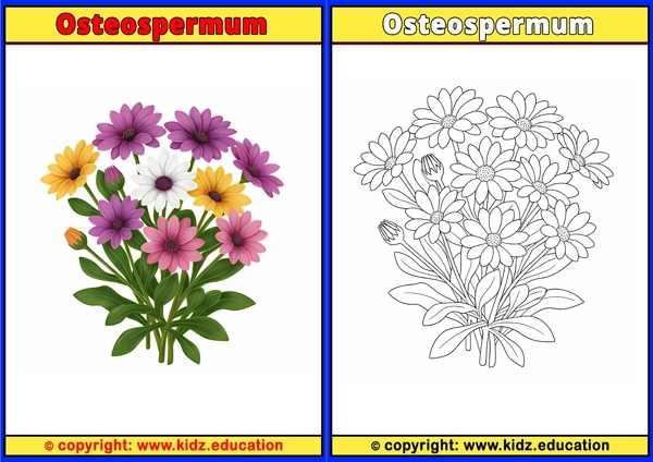 Osteospermum - Printable Coloring Page for Kids