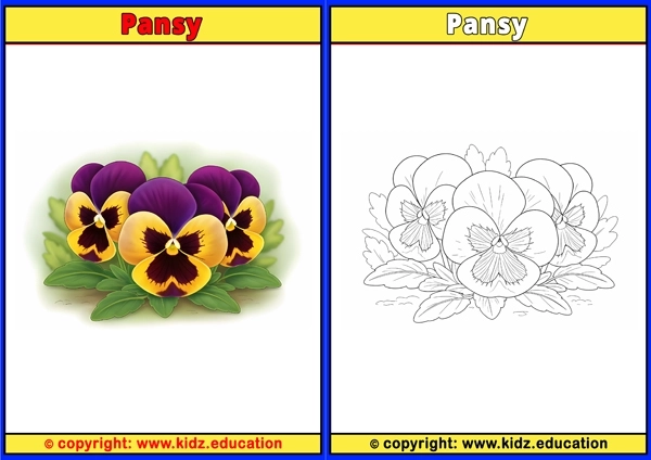 Pansy - Printable Coloring Page for Kids