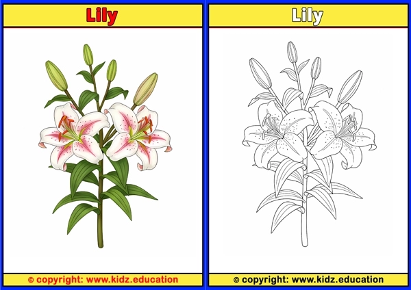 Lily - Printable Coloring Page for Kids